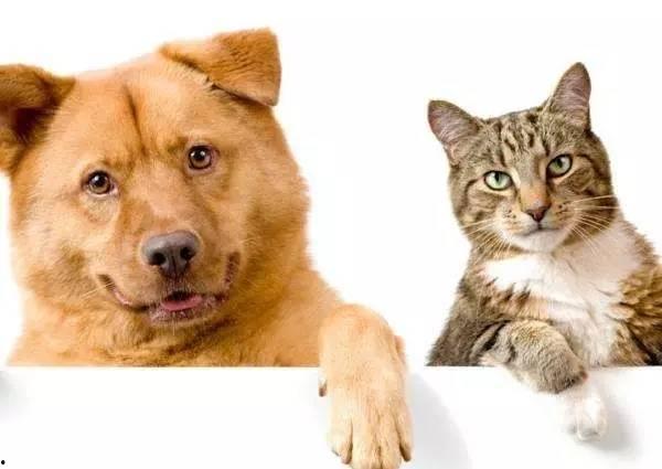 娱乐吃瓜君猫猫狗狗